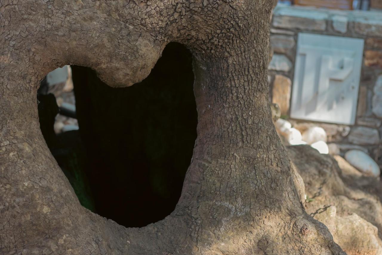 Amaya Pine Studio Panagia  Dış mekan fotoğraf