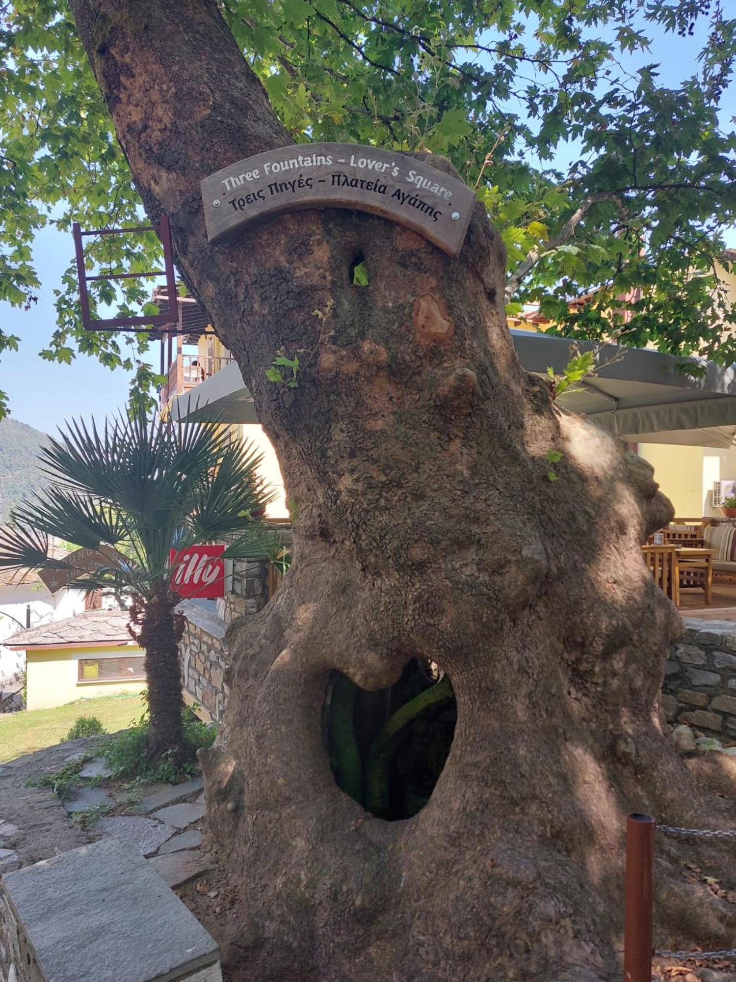 Amaya Pine Studio Panagia  Dış mekan fotoğraf